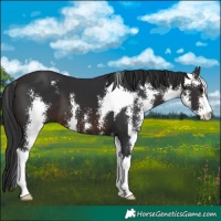 Horse Color:Brown Sabino 