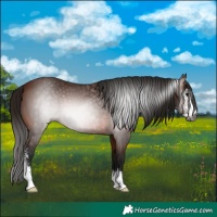 Horse Color:Gray Bay Sabino