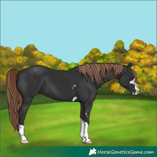 Horse Color:Liver Chestnut