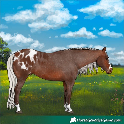 Horse Color:Silver Brown Appaloosa
