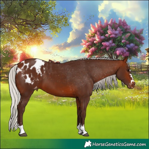 Horse Color:Silver Brown Appaloosa 