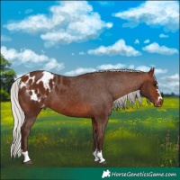 Horse Color:Silver Brown Blanket 