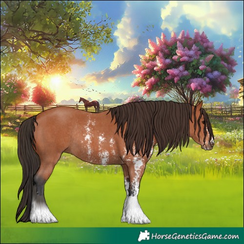 Horse Color:Bay Sabino Rabicano 