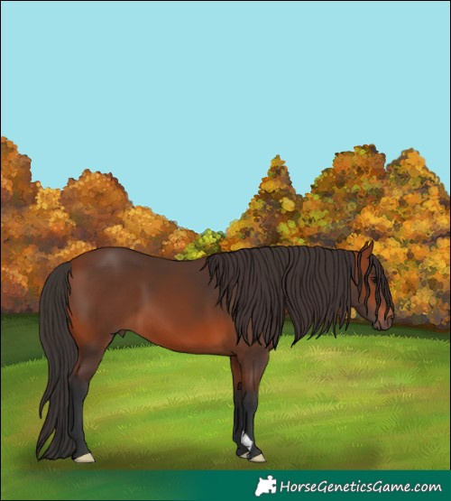 Horse Color:Bay 