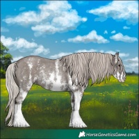 Horse Color:Silver Black Sabino Rabicano 