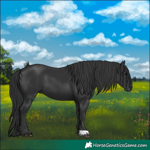 Horse Color:Black 