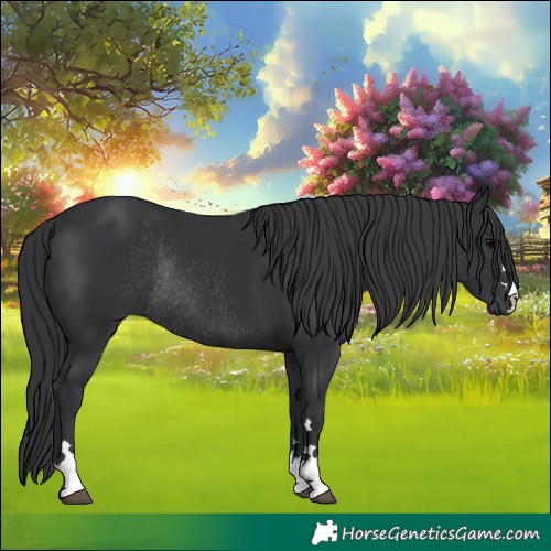 Horse Color:Black Rabicano