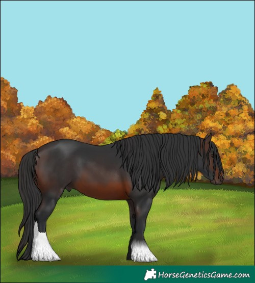 Horse Color:Brown 