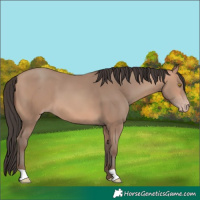 Horse Color:Amber Champagne