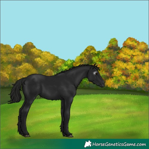 Horse Color:Gray Black 