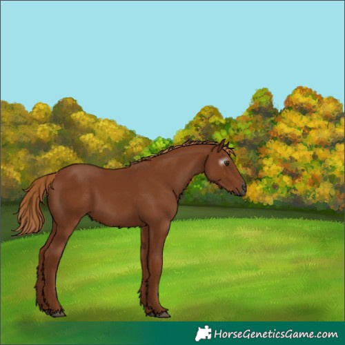 Horse Color:Gray Chestnut 