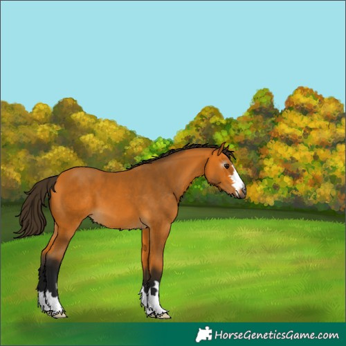 Horse Color:Gray Buckskin 