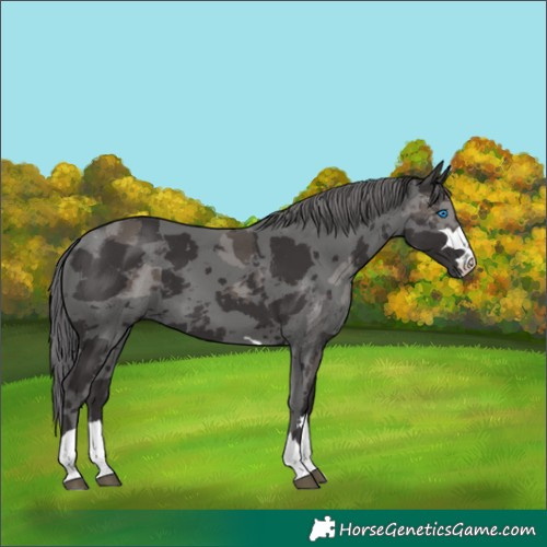 Horse Color:Smoky Black Merle 