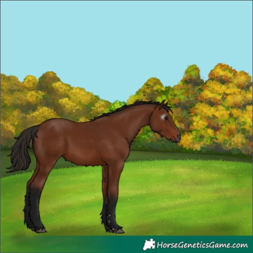 Horse Color:Gray Bay 