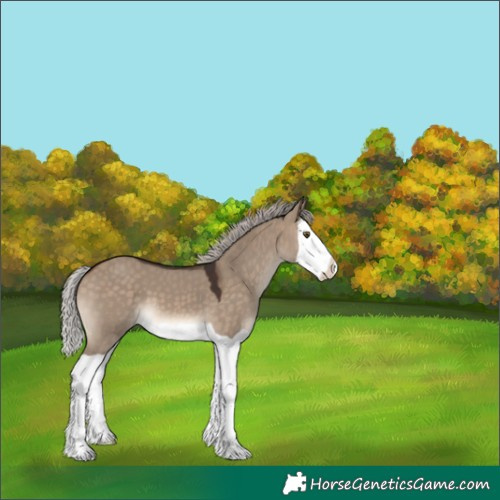 Horse Color:Silver Brown Dun Splash 
