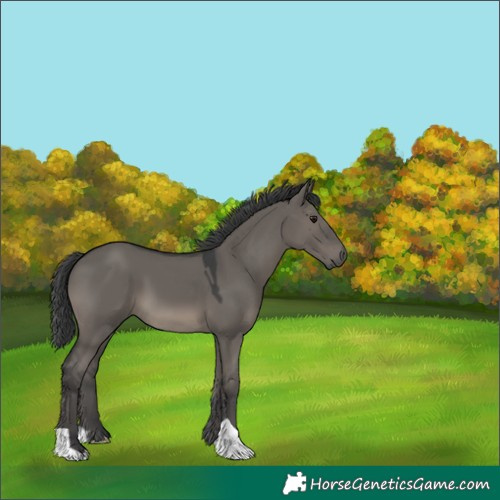 Horse Color:Grullo 