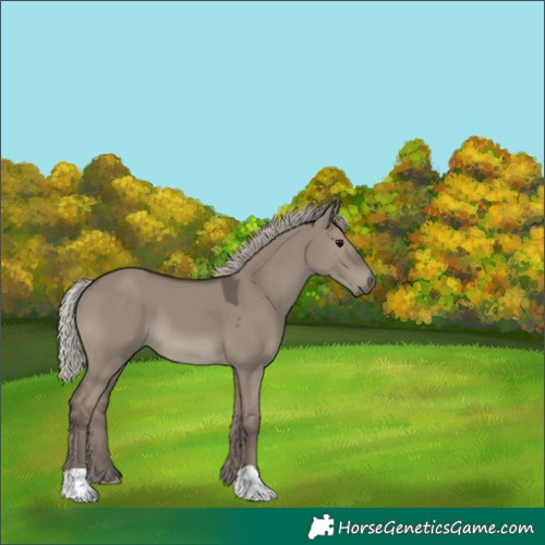 Horse Color:Silver Grullo 