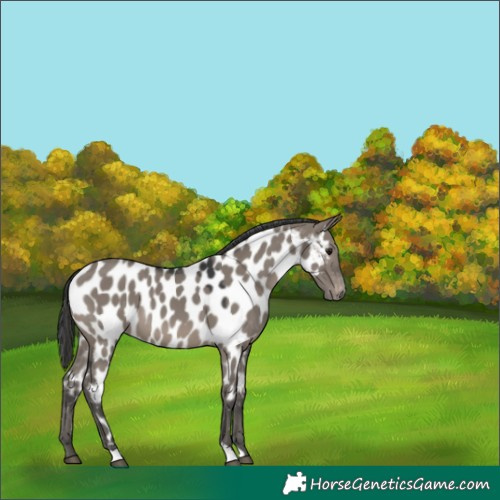 Horse Color:Grullo Near Leopard 