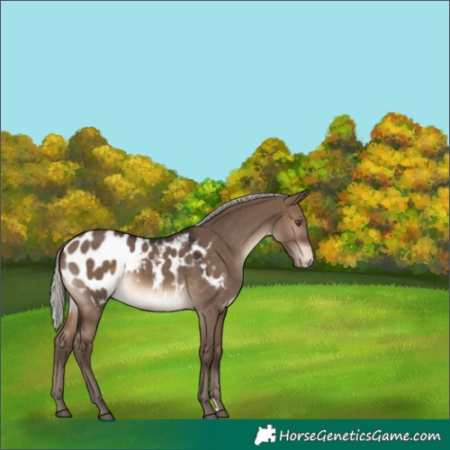 Horse Color:Silver Brown Dun Appaloosa 
