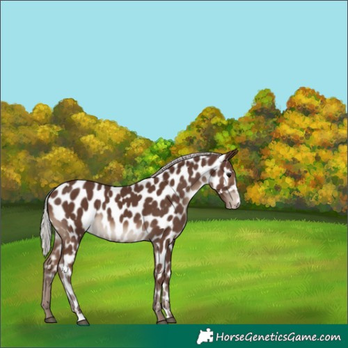 Horse Color:Silver Black Leopard 