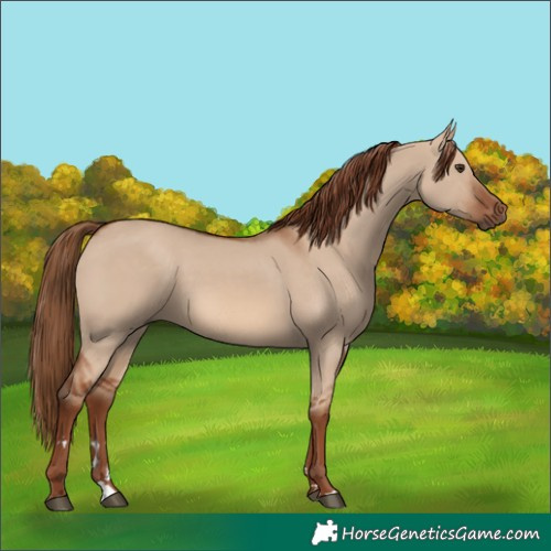 Horse Color:Red Dun 