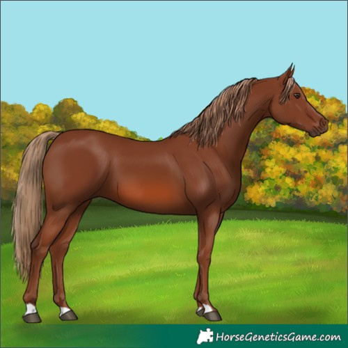 Horse Color:Chestnut 