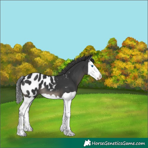 Horse Color:Black Splash Appaloosa 