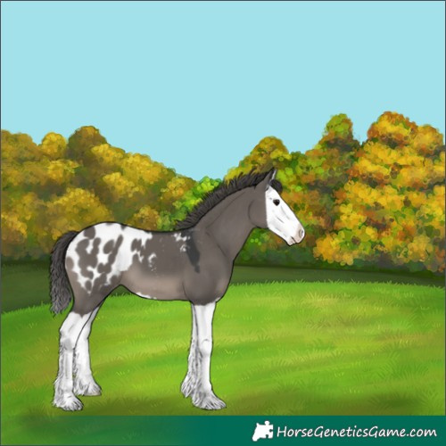 Horse Color:Grullo Splash Appaloosa 