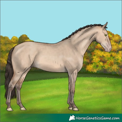 Horse Color:Unknown 