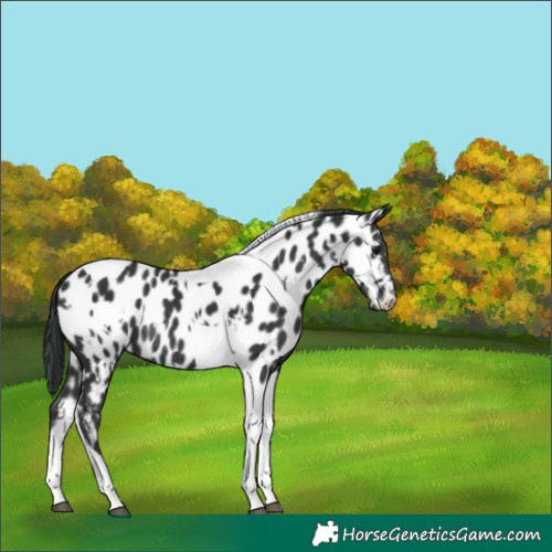 Horse Color:White Spotted Black Tobiano Appaloosa Rabicano