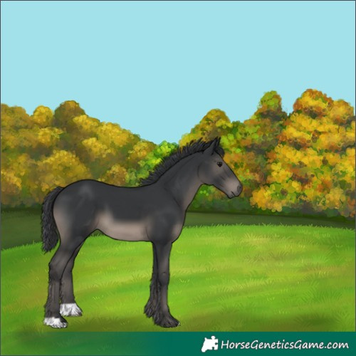 Horse Color:Black 