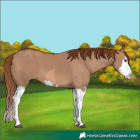 Horse Color:Red Dun Splash  and Red Dun Splash 