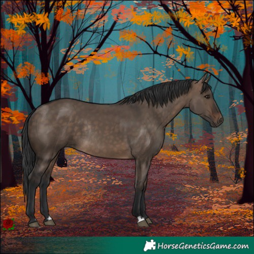 Horse Color:Brown Dun Rabicano 