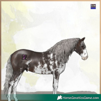 Horse Color:Silver Bay Mushroom Sabino 
