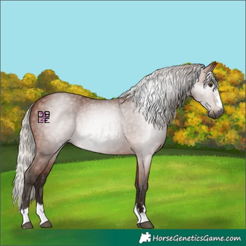 Horse Color:Gray Silver Bay 