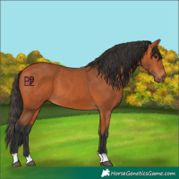 Horse Color:Bay 