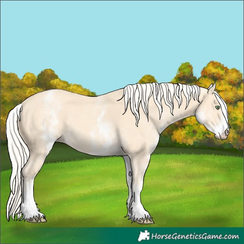 Horse Color:White Spotted Gold Cream Champagne