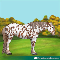 Horse Color:Chestnut Appaloosa 