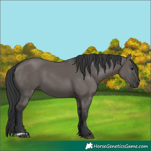 Horse Color:Grullo 