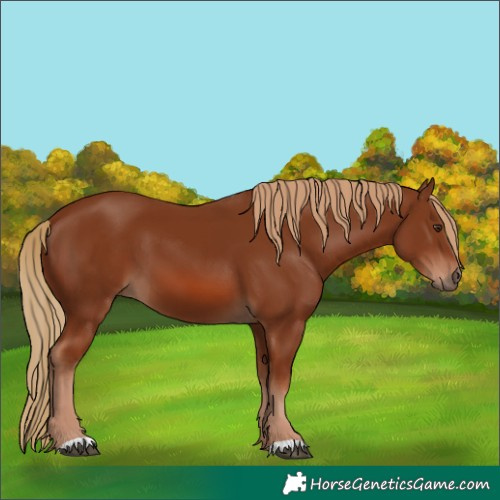 Horse Color:Chestnut 