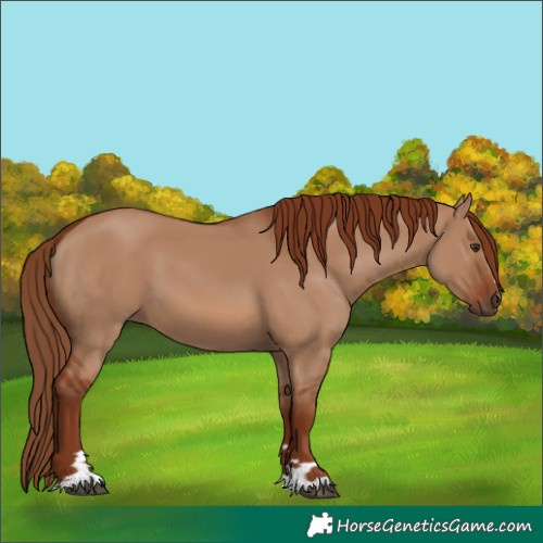 Horse Color:Red Dun