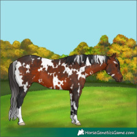 Horse Color:White Spotted Bay 