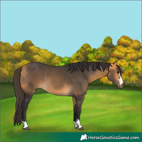 Horse Color:Buckskin