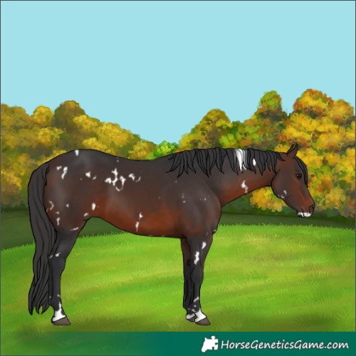 Horse Color:White Spotted Brown 