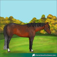 Horse Color:Brown 