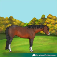 Horse Color:Brown Sabino Tobiano