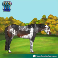 Horse Color:Brown Tobiano Rabicano  and Bay Sabino 
