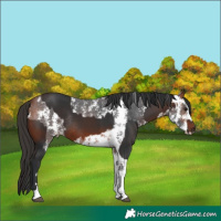 Horse Color:Brown Tobiano Rabicano  and Bay Sabino 