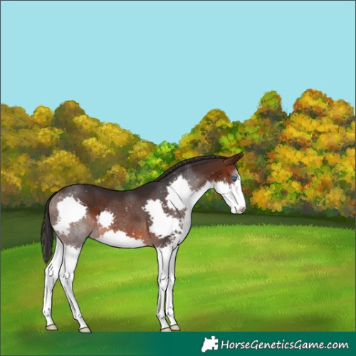 Horse Color:Brown Splash 