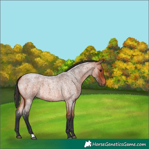 Horse Color:Bay Roan 